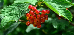 A cramp bark plant with red berries surrounded by green leaves. Cramp Bark: A Wonder Ingredient for Leg Cramps.